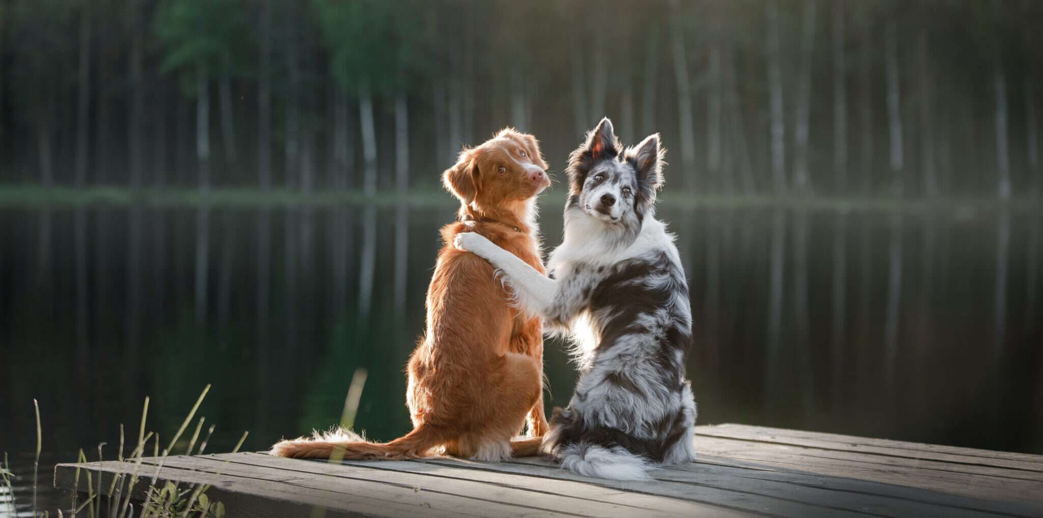 韓国の湖の隣の波止場に座っている2匹の犬。