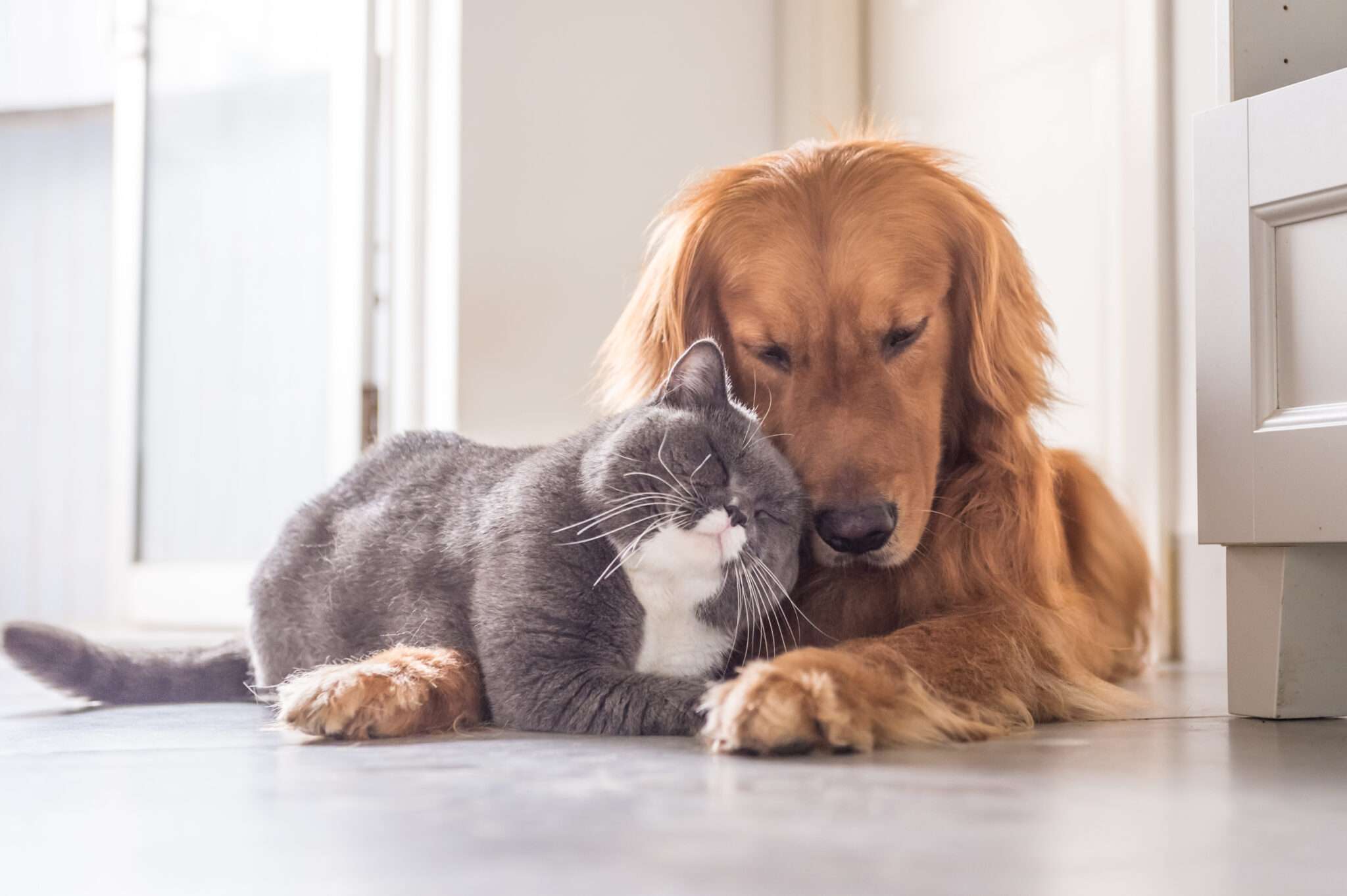 韓国の床で寄り添う犬と猫。