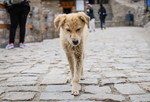 韓国の石畳の通りを歩く犬。