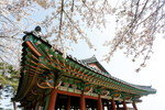 桜を背景にした韓国の塔。