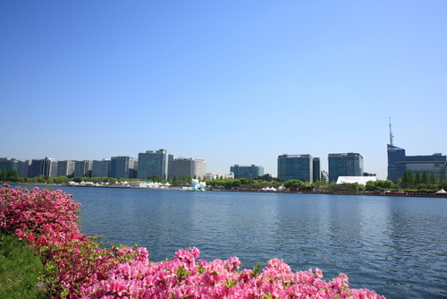 韓国の水の近くのピンクの花。
