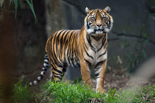 豊かな緑に囲まれた動物園の草むらをトラが歩いています。