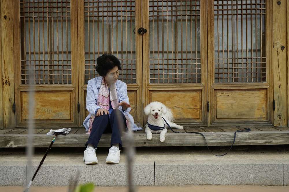 老人が木製のポーチに座り、隣には白い小さな犬がいて、二人とも静かな雰囲気を楽しんでいます。犬はリードにつながれており、老人は杖を横に持っています。背景には韓国の伝統的な木製のドアがあり、穏やかな風景に彩りを添えています。