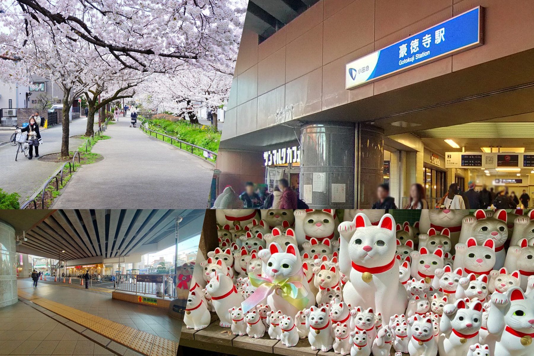 小道の桜、豪徳寺駅の入り口、電車のホーム、神社に並ぶ招き猫の置物をコラージュしたもの。.