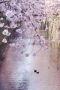 写真4