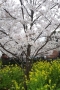 写真5